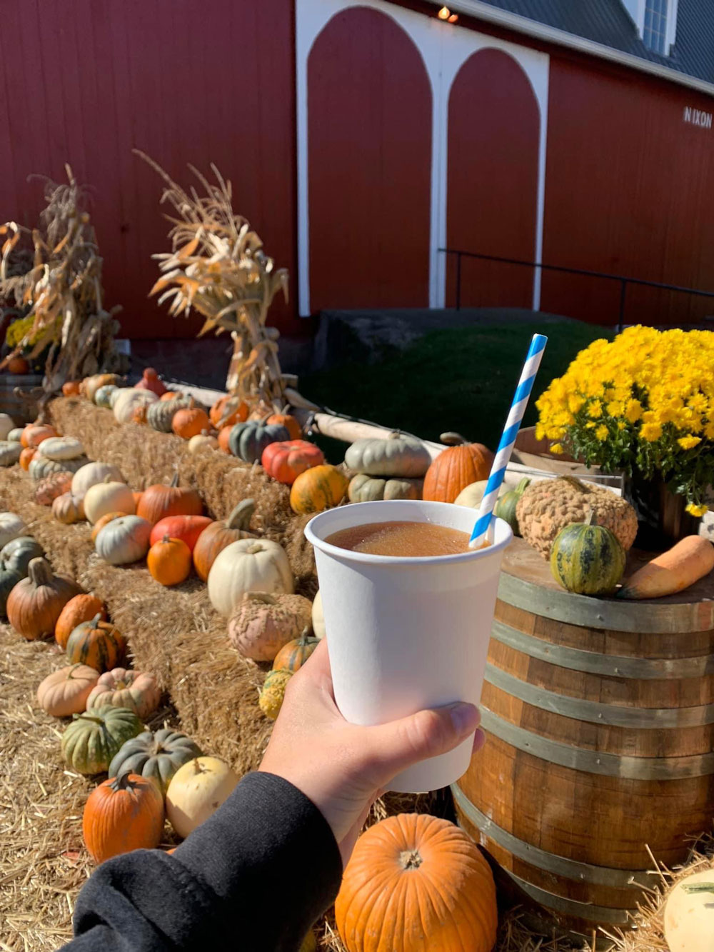 Barn and pumpkins