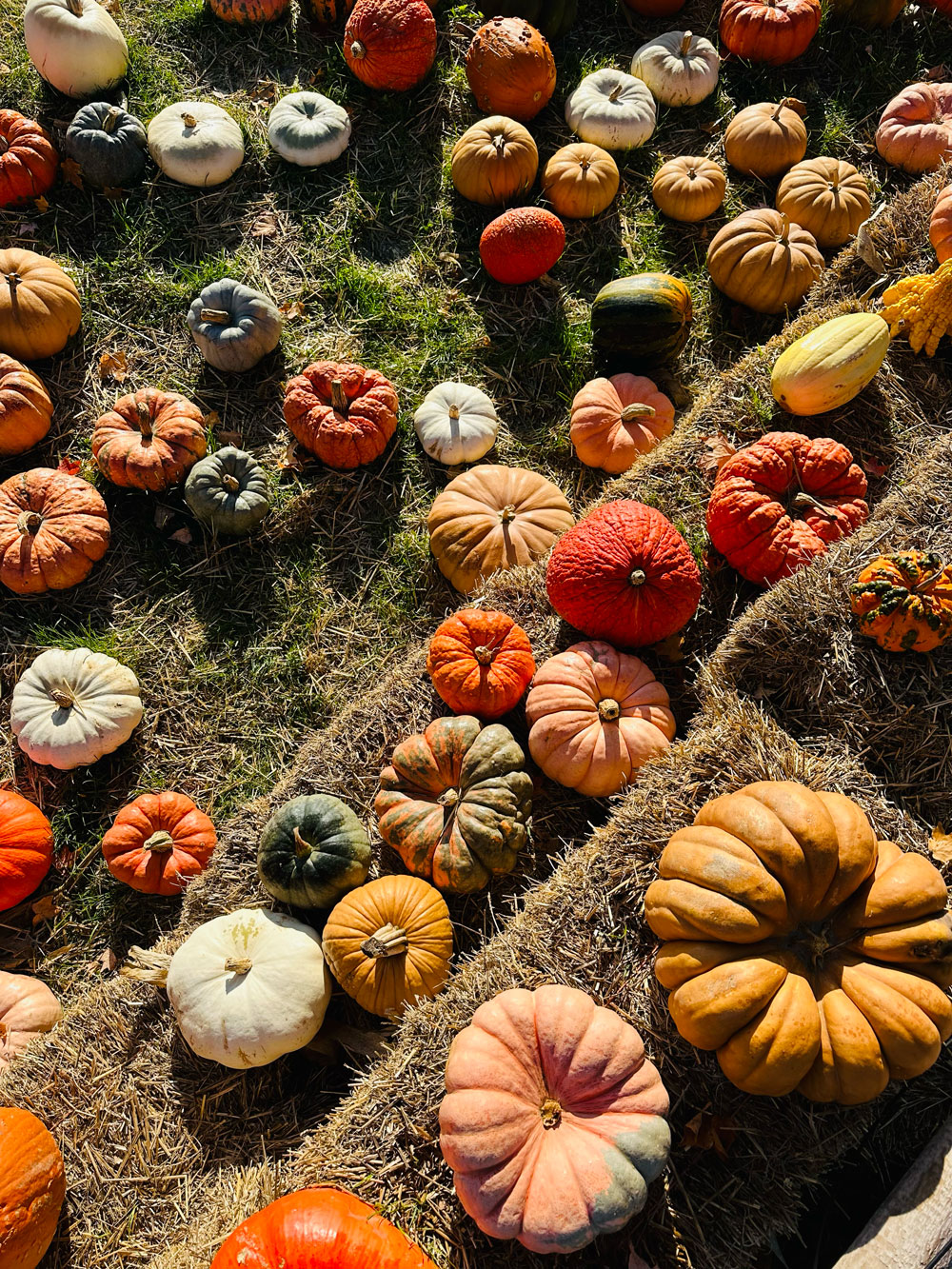 Pumpkin varieties on display